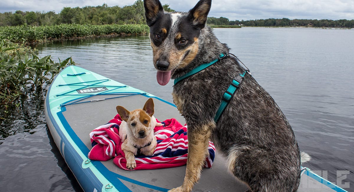 Customer Spotlight: Allison Leeward